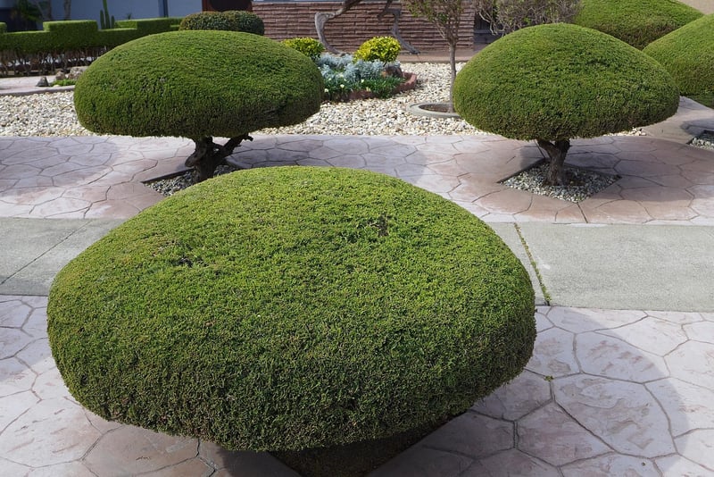 Pruning and Trimming Guide